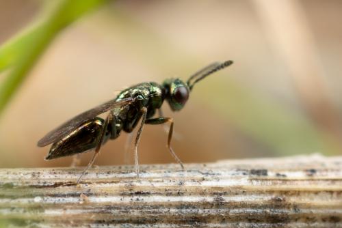 Epiclerus sp.