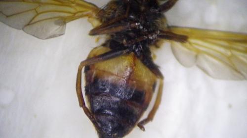 Volucella inanis