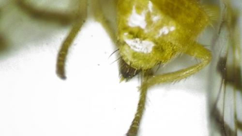 Rhagoletis meigenii