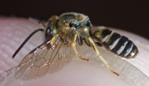 Seladonia subaurata