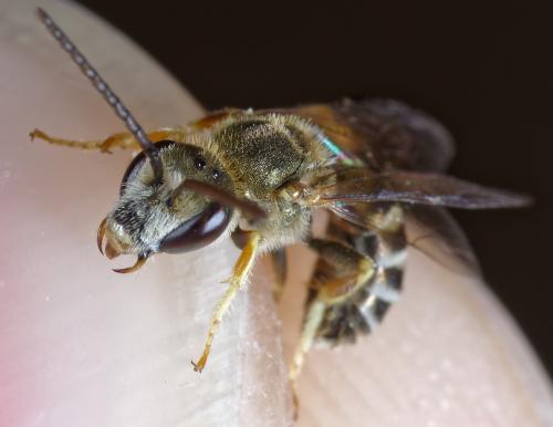 Seladonia subaurata