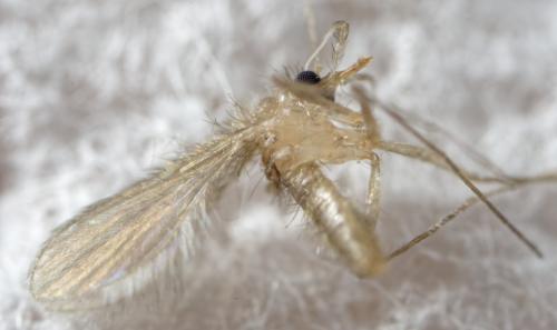 Phlebotomus sp.