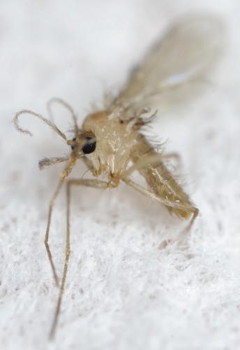 Réf. 274 731 : Phlebotomus sp.