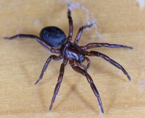 Réf. 274 755 : Haplodrassus sp.