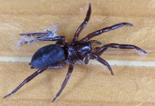 Réf. 274 756 : Haplodrassus sp.
