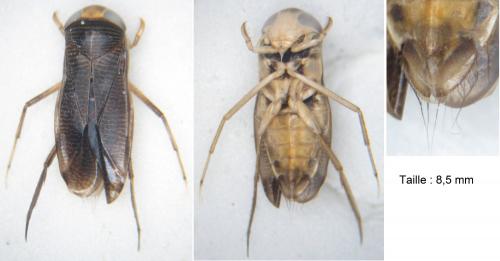 Hesperocorixa sahlbergi