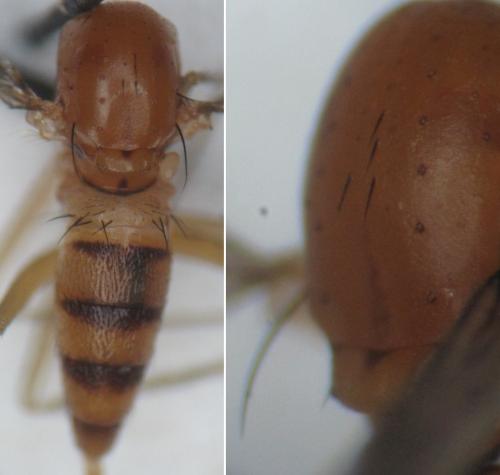 Neurigona quadrifasciata