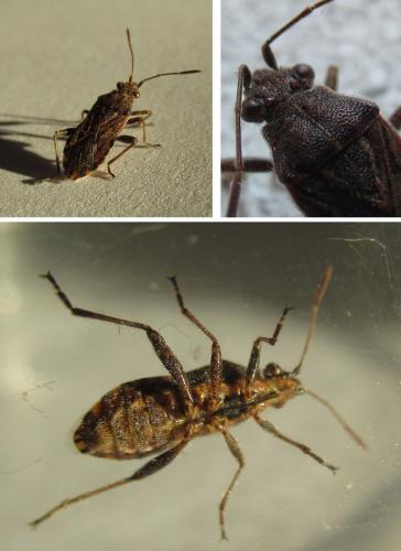 Réf. 274 146 : Stictopleurus punctatonervosus