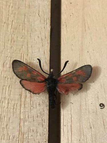 Zygaena loti alpestris