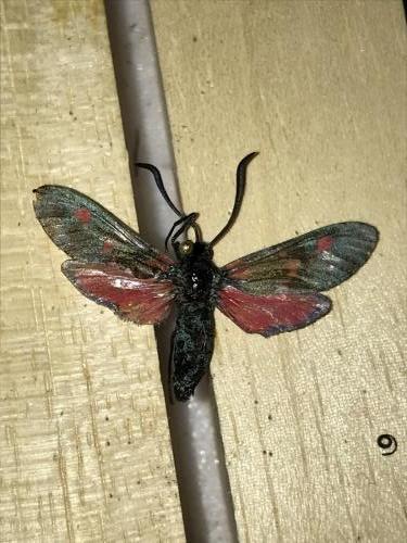 Zygaena filipendulae