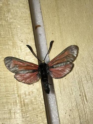 Zygaena sp.