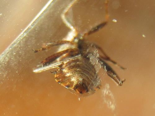 Réf. 274 216 : Stictopleurus punctatonervosus