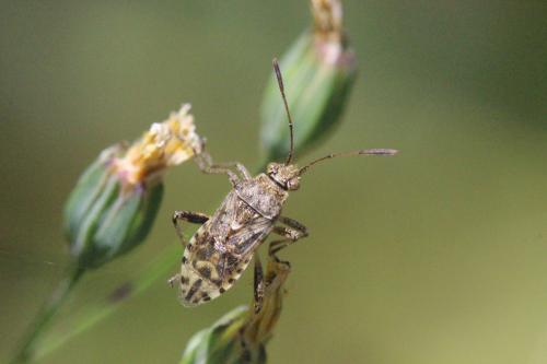 Réf. 274 035 : Stictopleurus punctatonervosus