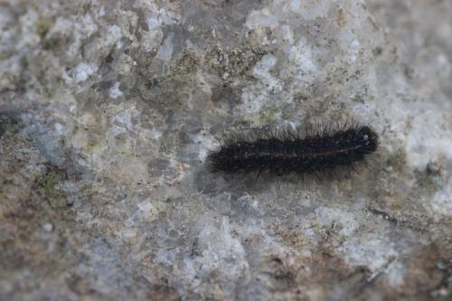 Arctiinae