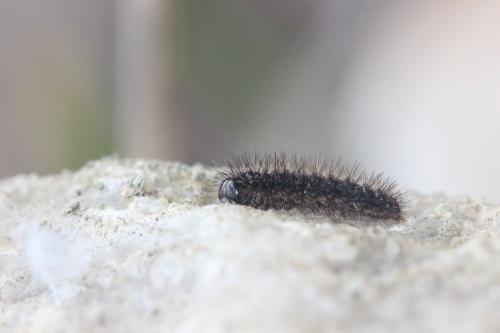 Arctiinae