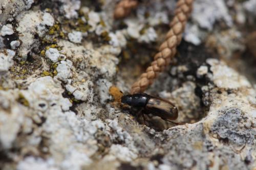 Chilothorax distinctus