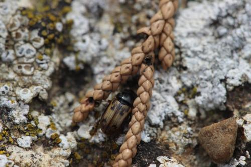 Réf. 274 945 : Chilothorax distinctus