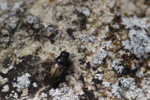 Chilothorax distinctus