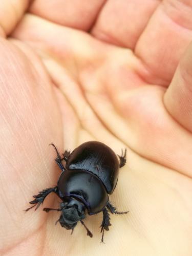Anoplotrupes stercorosus