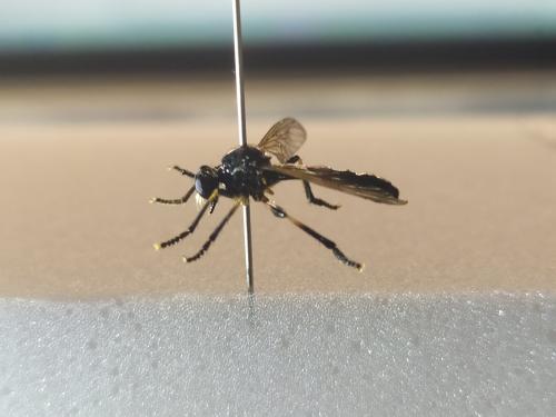 Dioctria cothurnata
