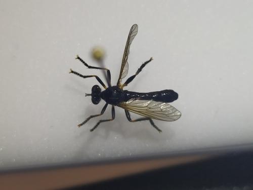 Dioctria cothurnata