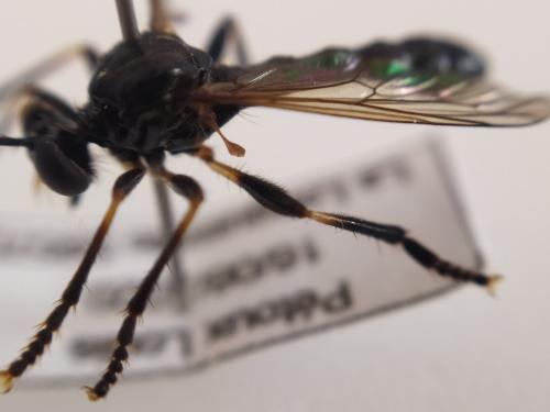 Réf. 274 419 : Dioctria cothurnata