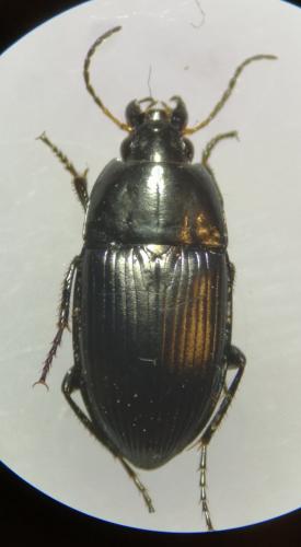 Réf. 274 570 : Amara ovata