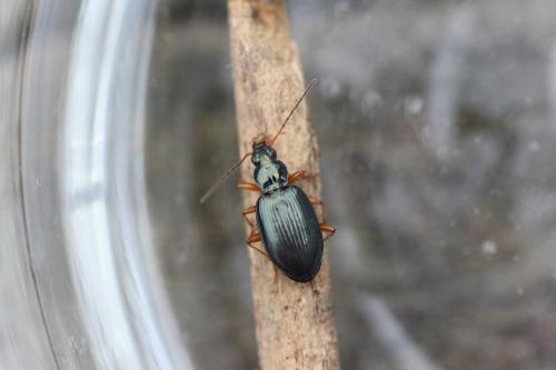 Bembidion stephensii