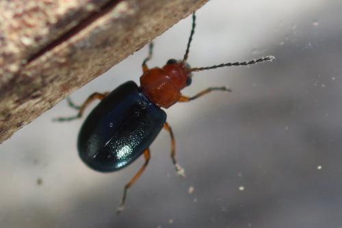 Leptomona erythrocephala
