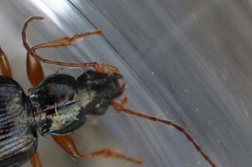 Réf. 274 458 : Bembidion stephensii