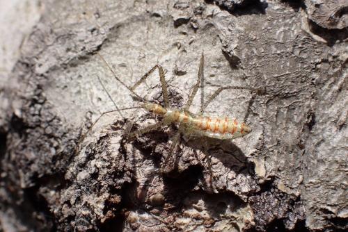 Réf. 274 267 : Zelus renardii