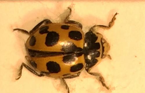 Réf. 274 604 : Ceratomegilla notata