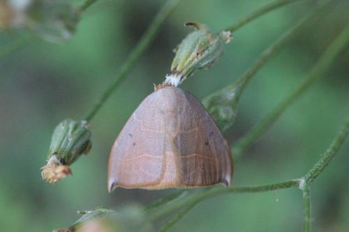Réf. 274 866 : Watsonalla uncinula