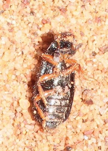 Necrobia rufipes