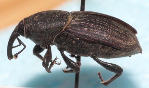 Sphenophorus abbreviatus