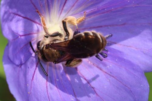 Andrena sp.