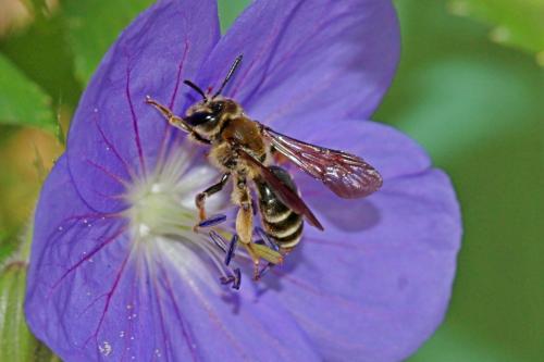 Réf. 274 236 : Andrena sp.