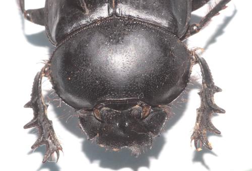 Réf. 274 021 : Scarabaeus sacer