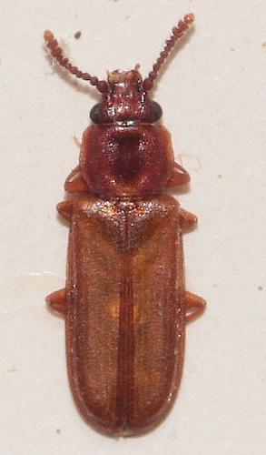 Pediacus dermestoides