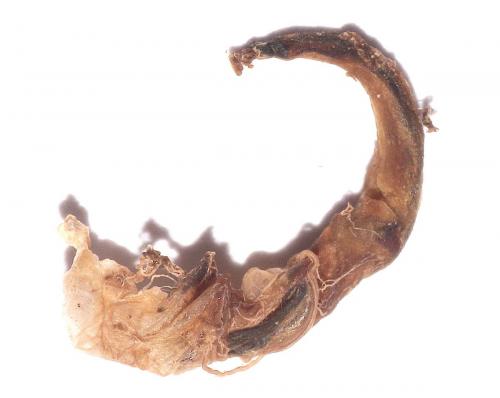 Réf. 274 480 : Scarabaeus sacer
