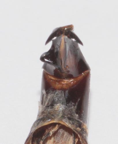 Réf. 274 495 : Scarabaeus sacer