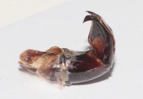Réf. 274 494 : Scarabaeus sacer
