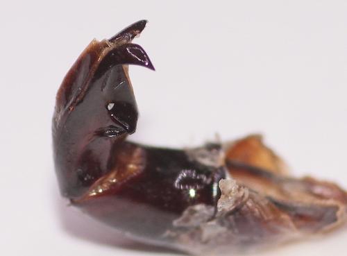 Réf. 274 506 : Scarabaeus sacer