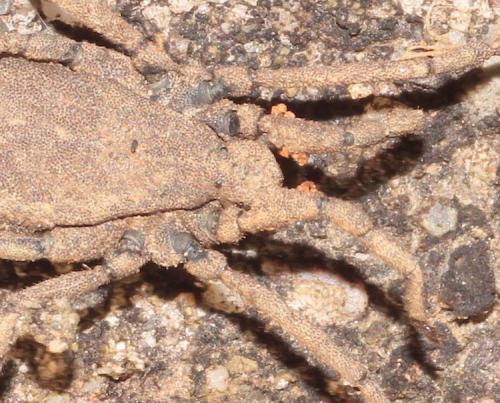 Réf. 274 608 : Trogulus sp.