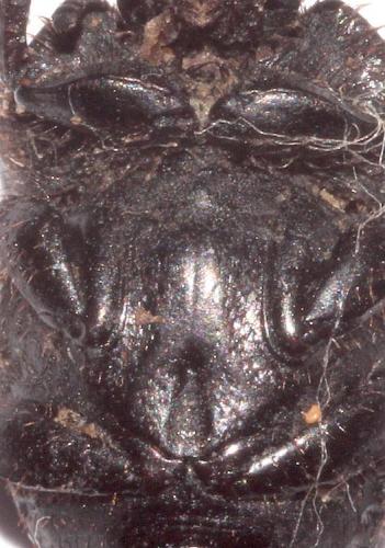 Réf. 274 892 : Euonthophagus bedeli