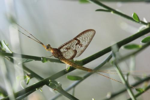 Ephemera glaucops