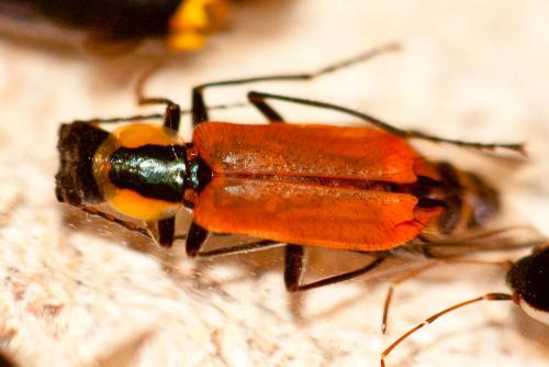 Clanoptilus rufus