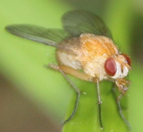 Phaonia pallida