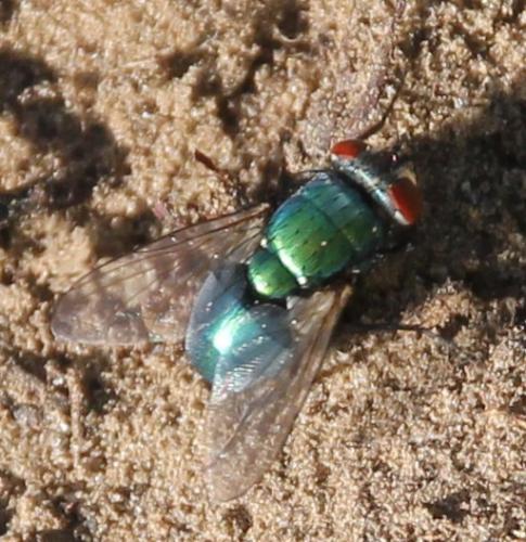 Lucilia sericata