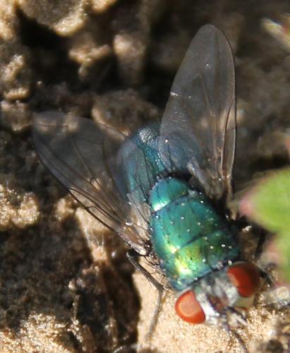 Lucilia sericata